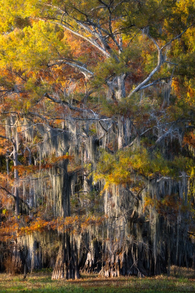 Bayou2022.Web.1200px-27.jpg