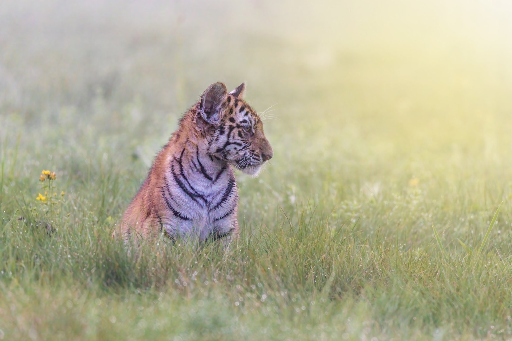 IndiaTigers.Web.1750px-9.jpg