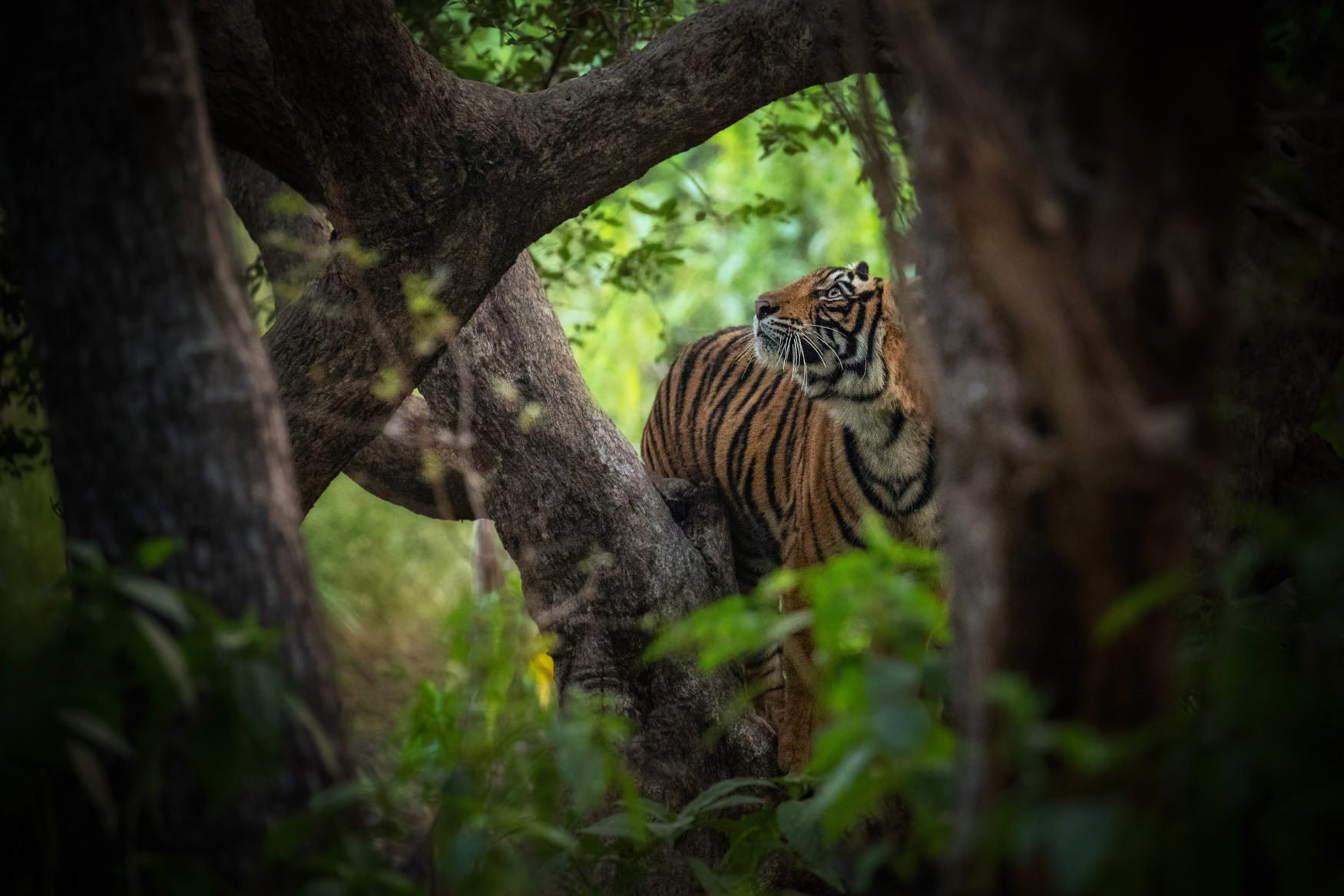 IndiaTigers.Web.1750px-10.jpg