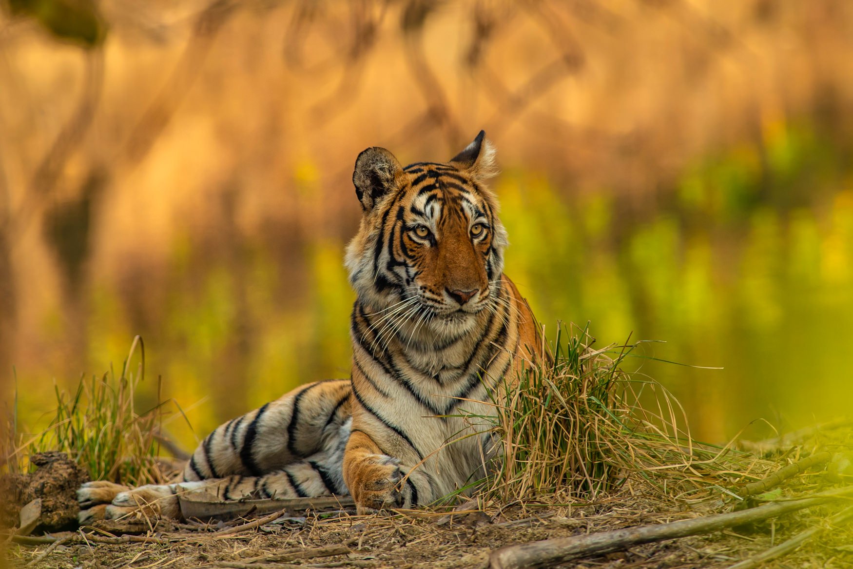 IndiaTigers.Web.1750px-27.jpg