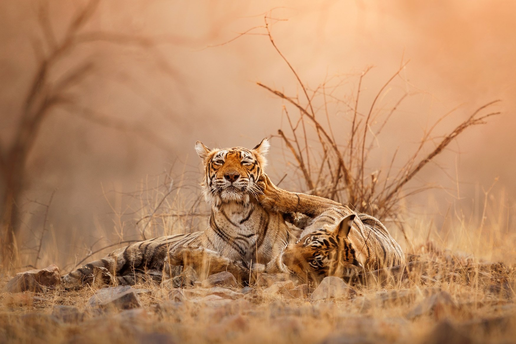 IndiaTigers.Web.1750px-28.jpg