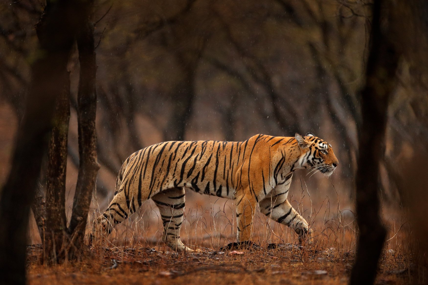 IndiaTigers.Web.1750px-32.jpg