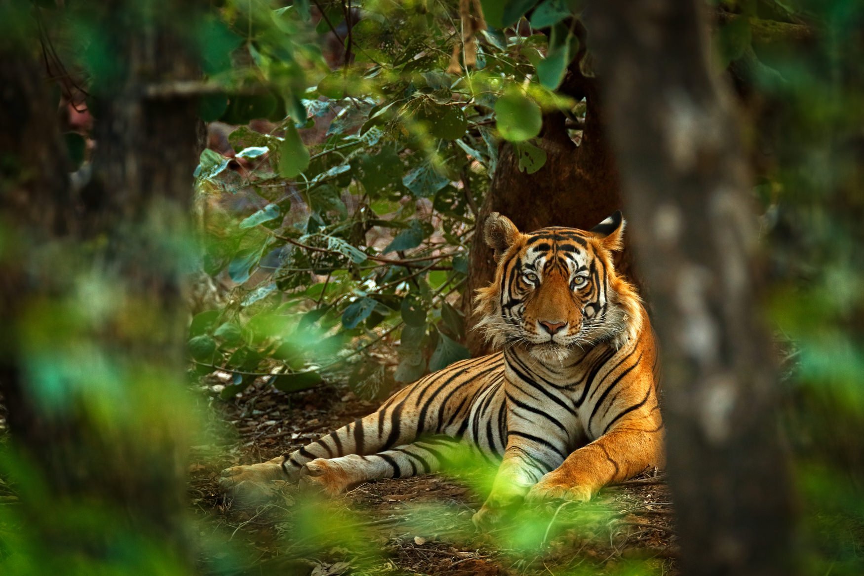 IndiaTigers.Web.1750px-34.jpg