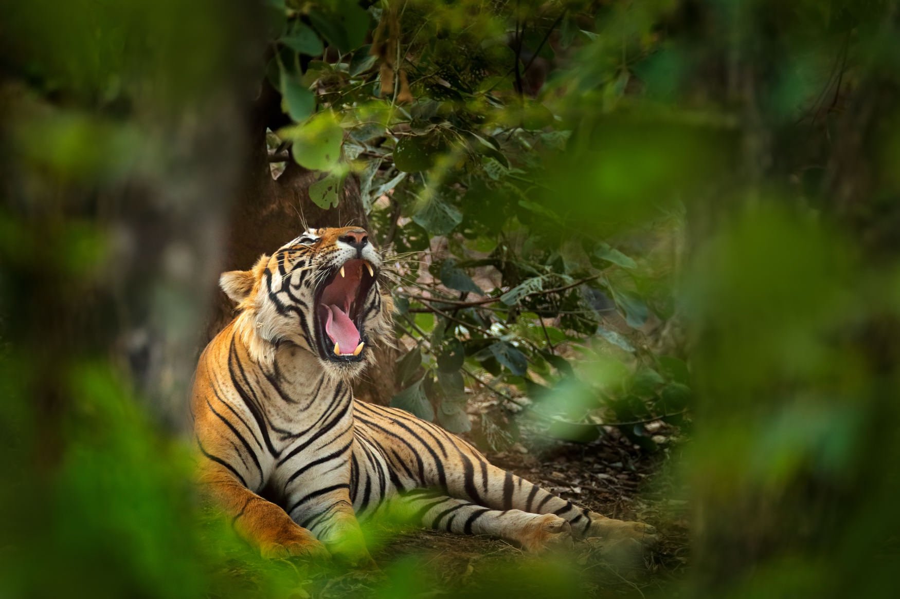 IndiaTigers.Web.1750px-35.jpg