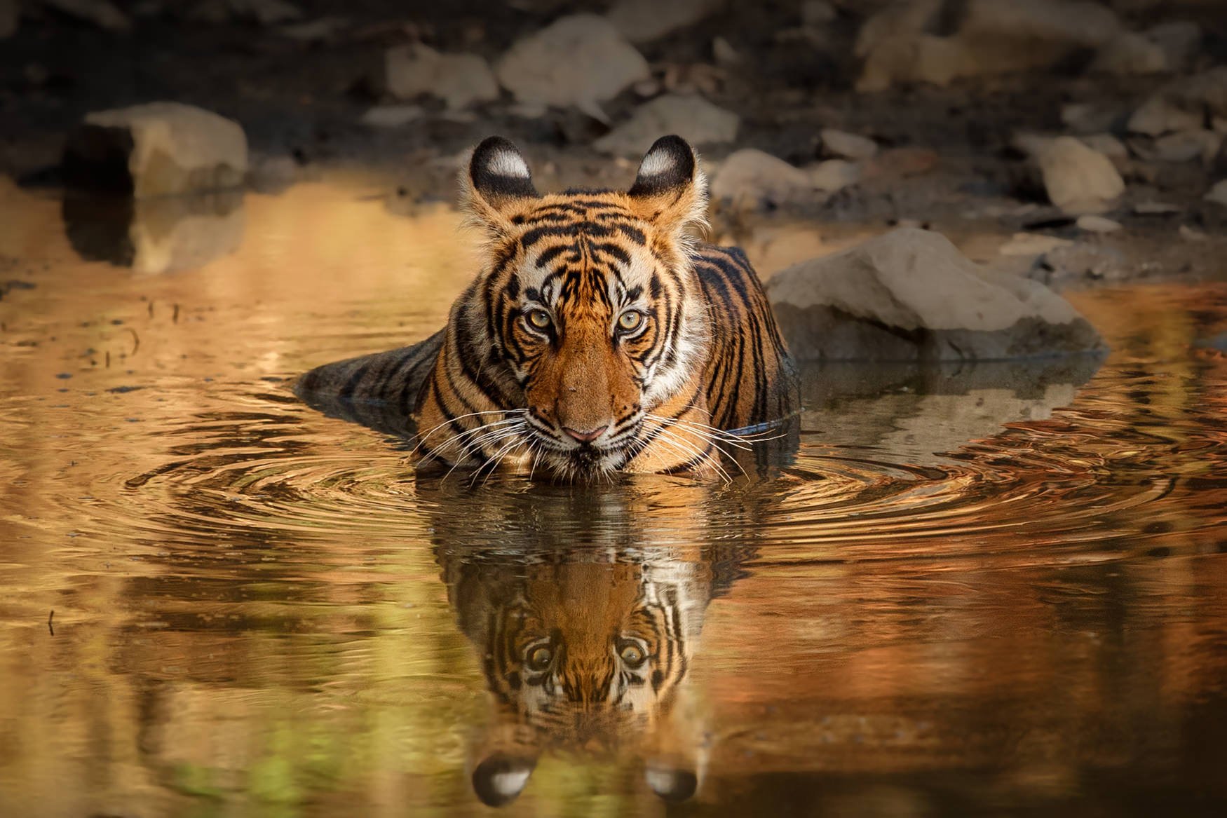 IndiaTigers.Web.1750px-36.jpg