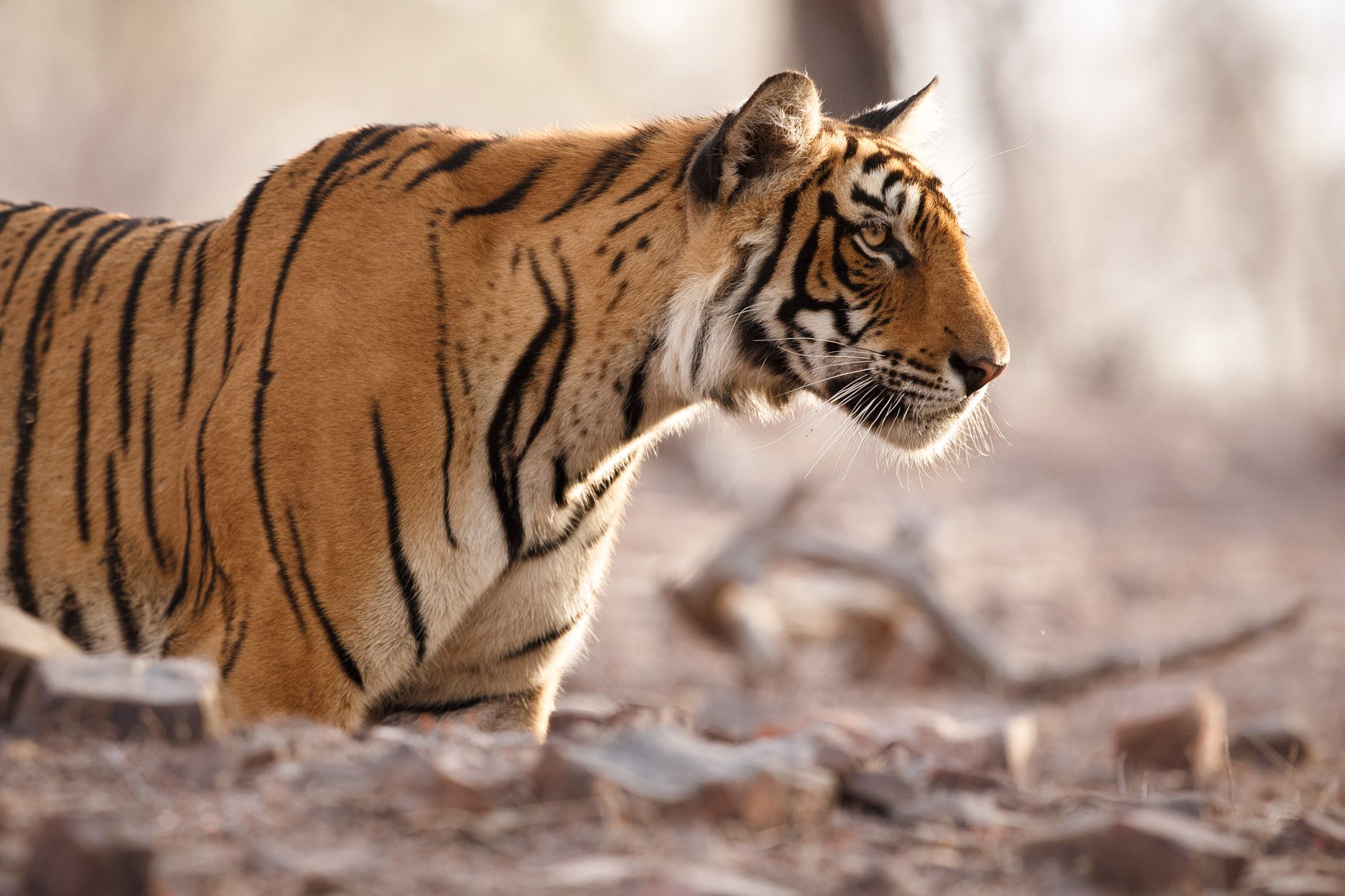 IndiaTigers.Web.1750px-39.jpg