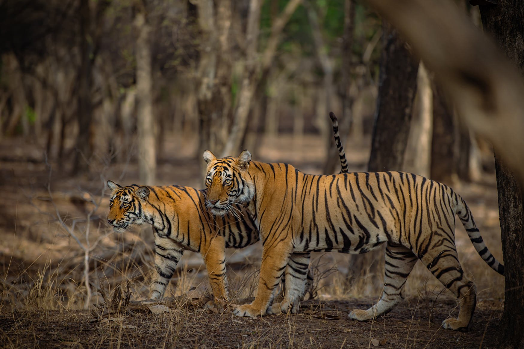 IndiaTigers.Web.1750px-42.jpg