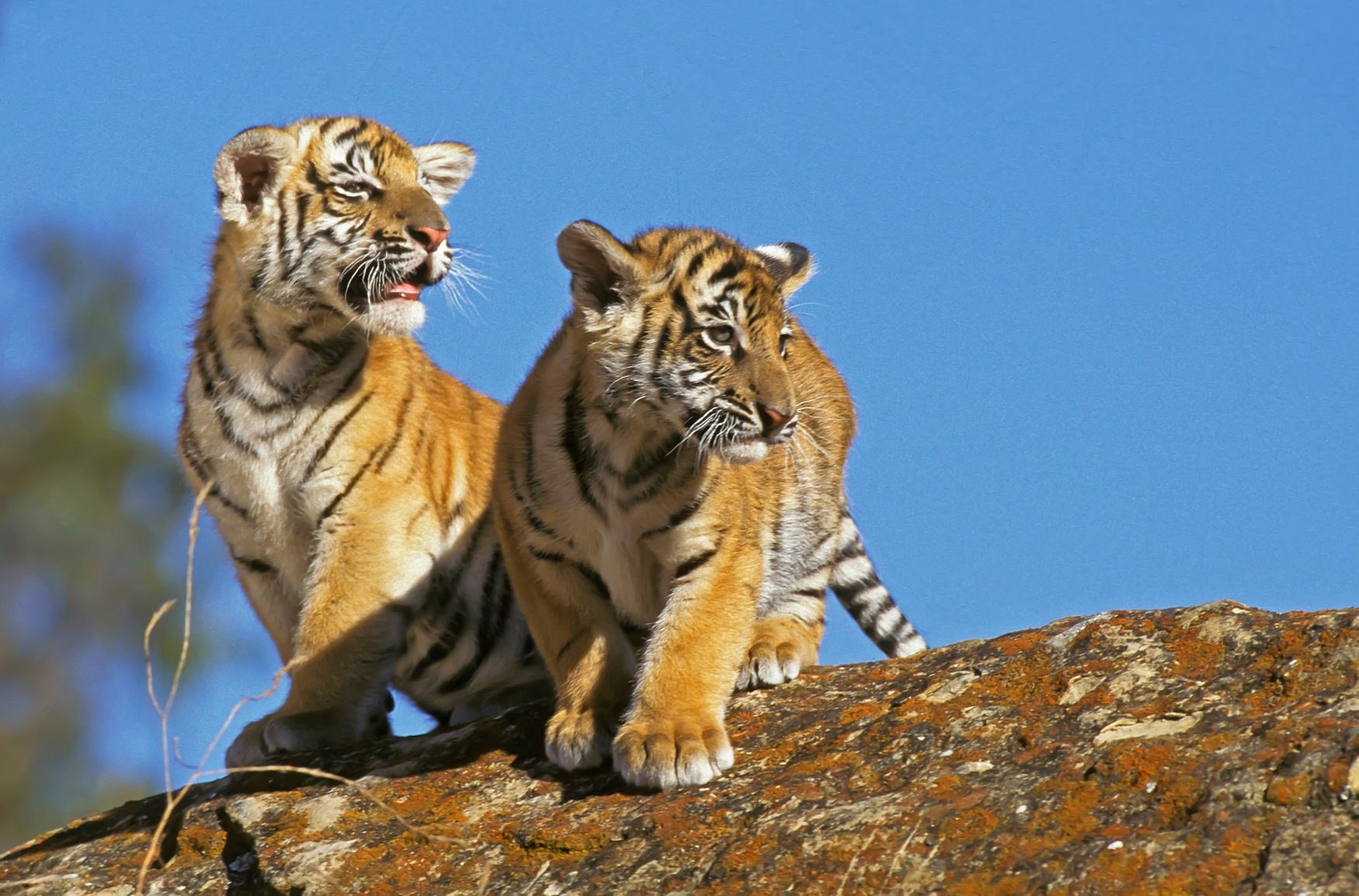 IndiaTigers.Web.1750px-45.jpg