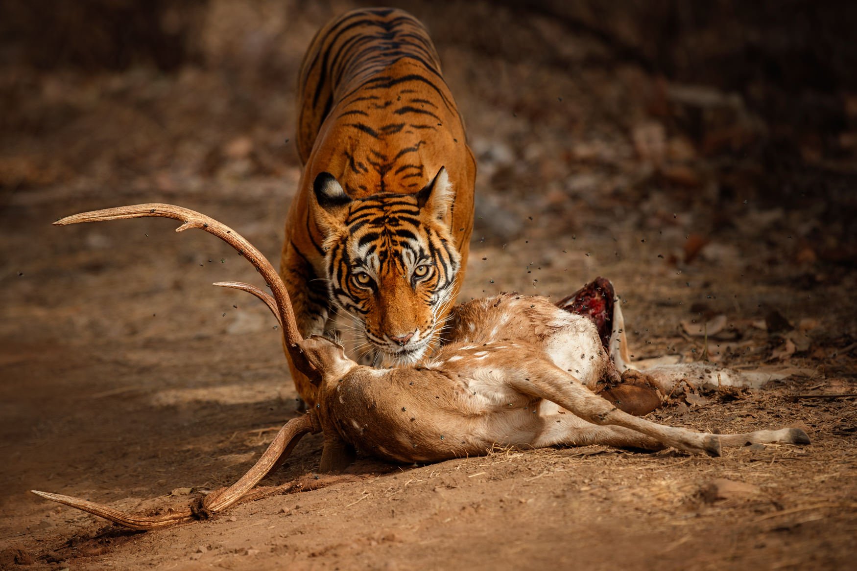 IndiaTigers.Web.1750px-50.jpg