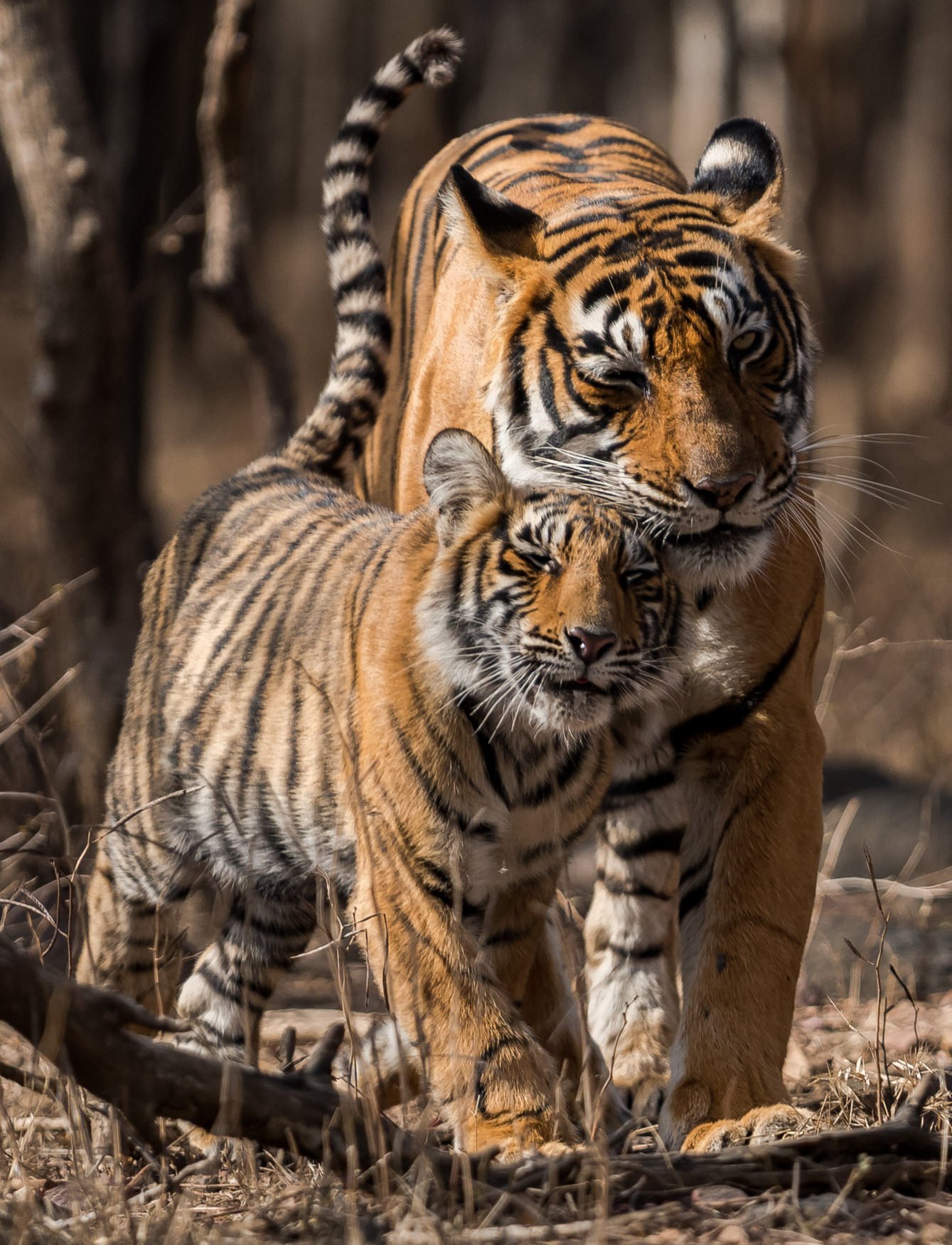 IndiaTigers.Web.1750px-51.jpg