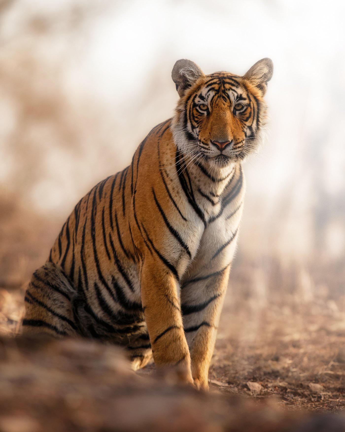 IndiaTigers.Web.1750px-52.jpg