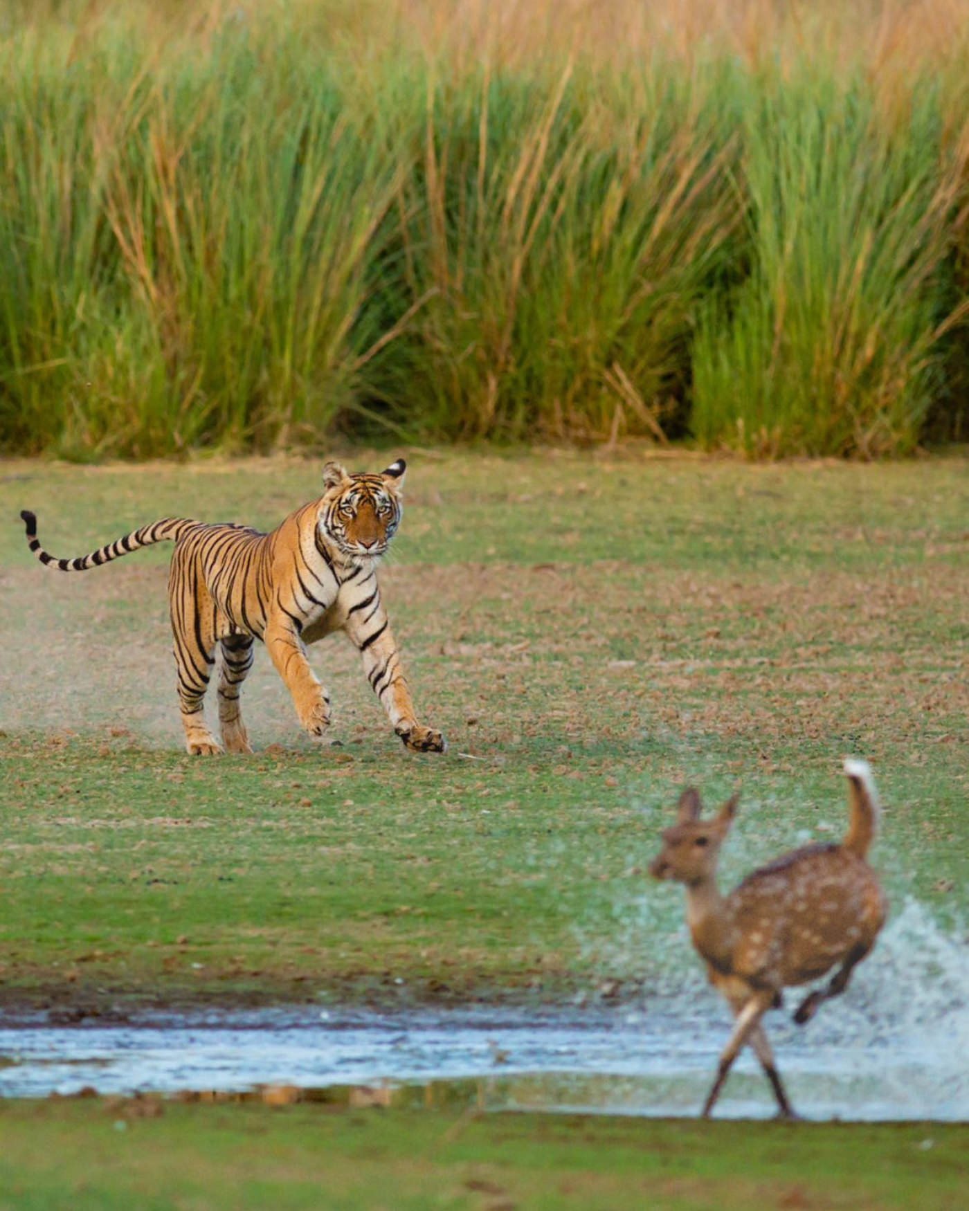 IndiaTigers.Web.1750px-56.jpg