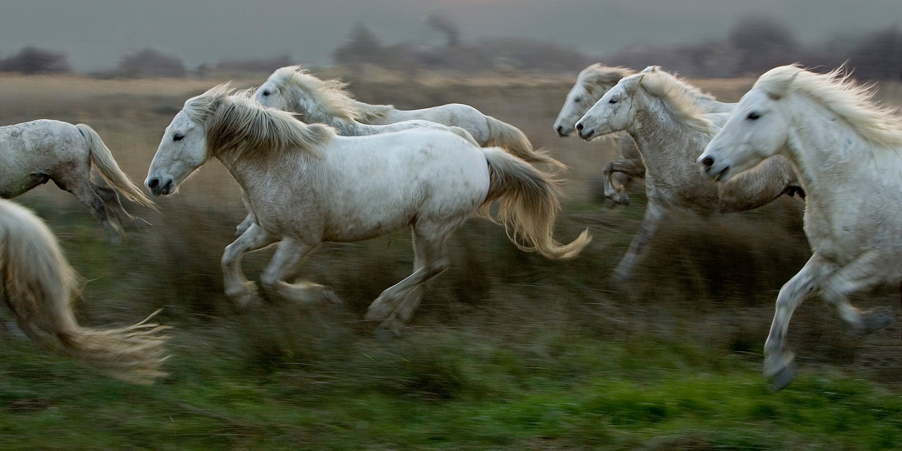 Camargue.Horses.1800px-1.jpg