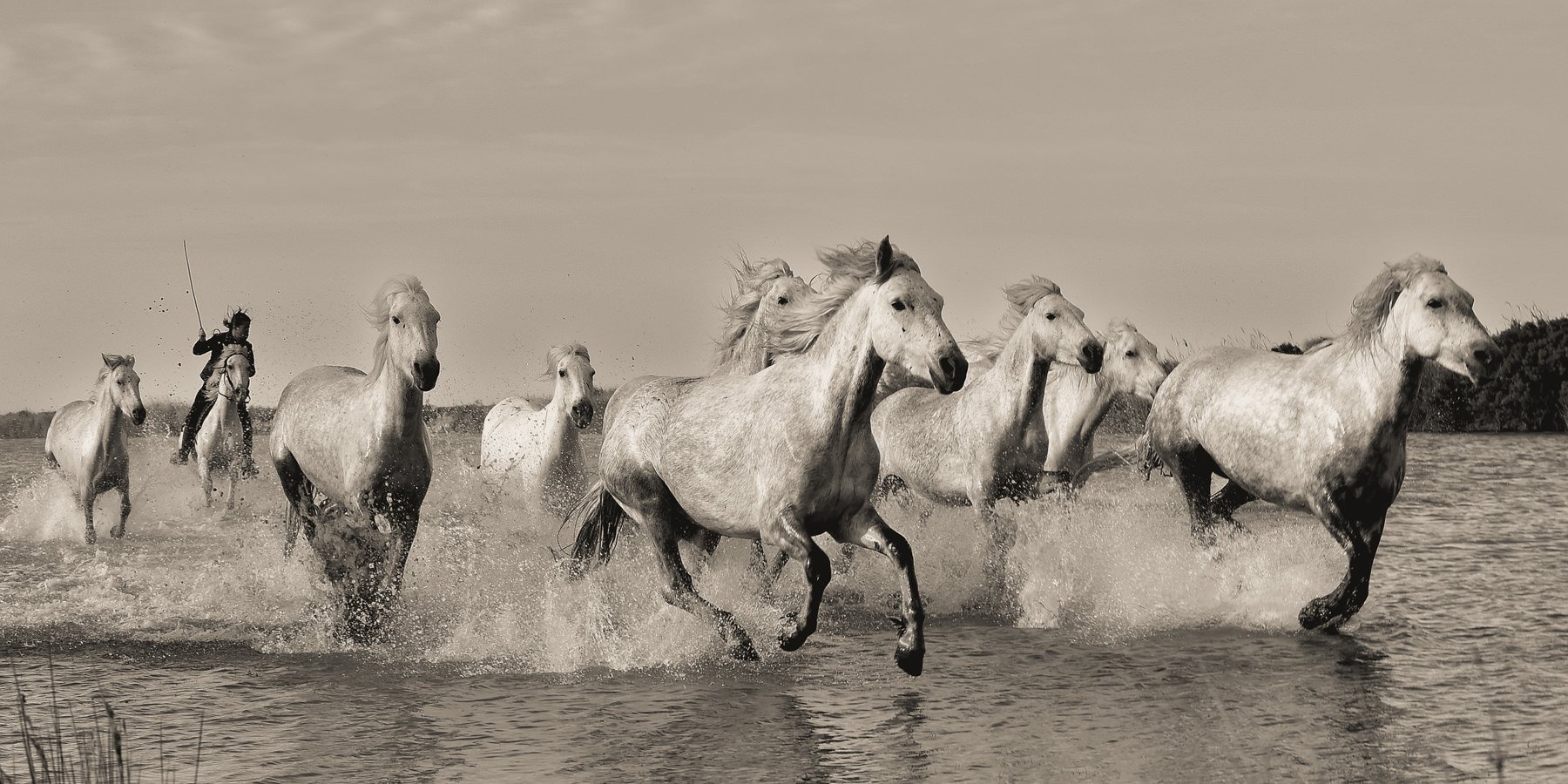 Camargue.Horses.1800px-2.jpg