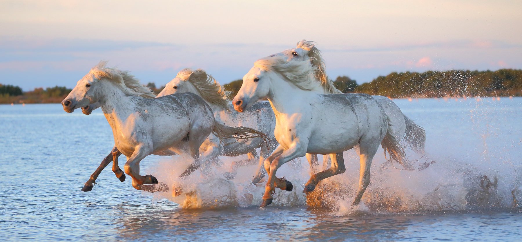 Camargue.Horses.1800px-5.jpg