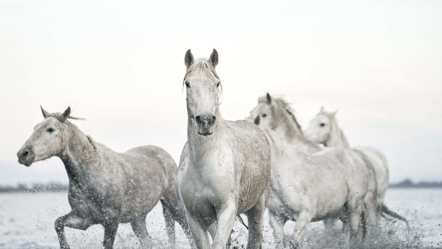 Camargue.Horses.1800px-15.jpg