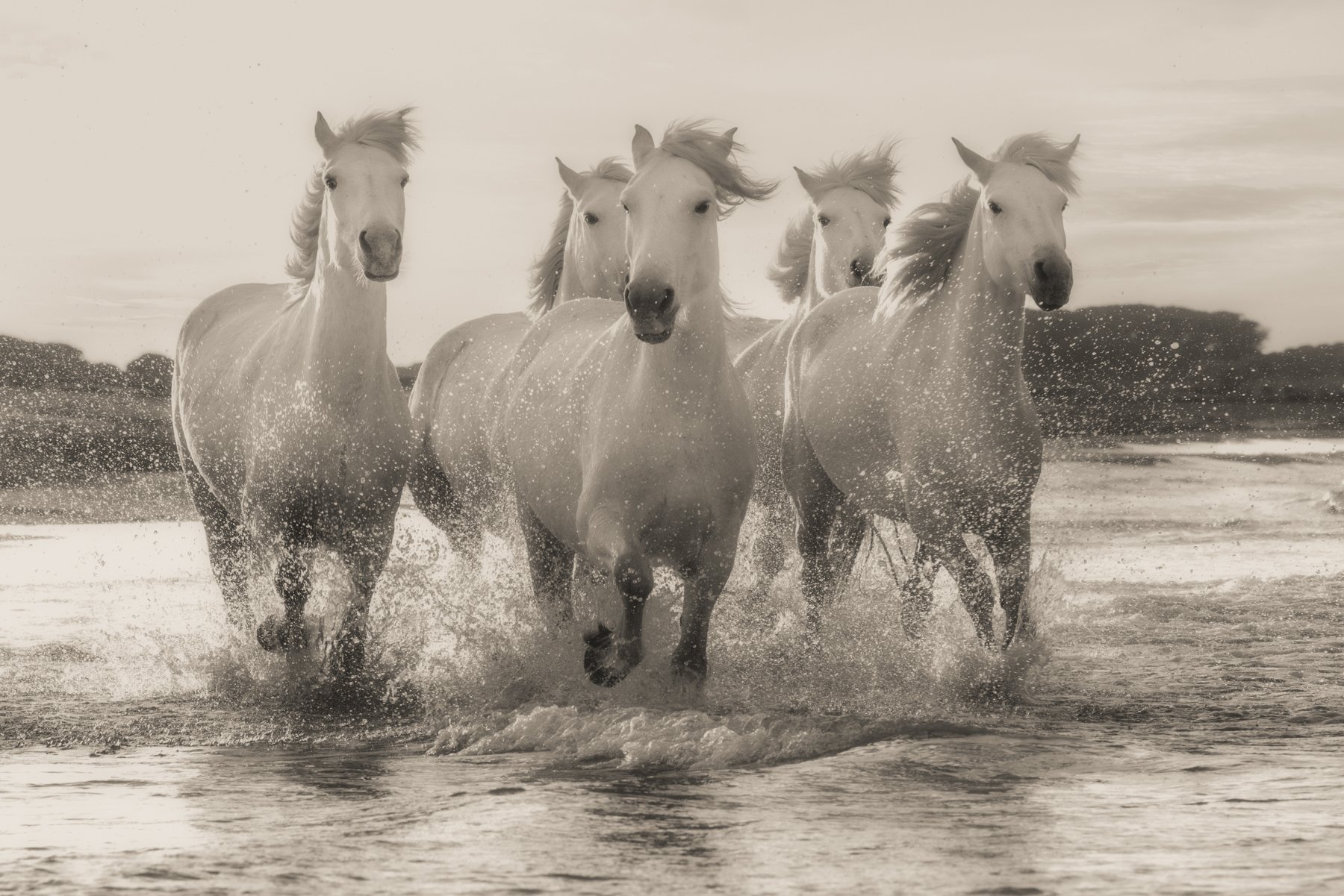 Camargue.Horses.1800px-13.jpg