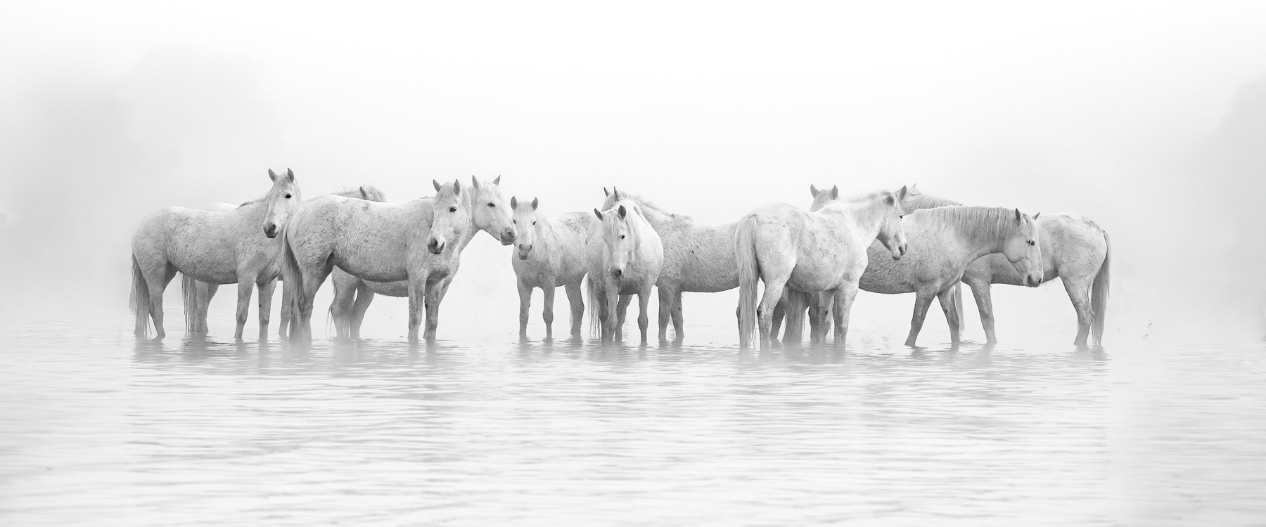 Camargue.Horses.1800px-16.jpg