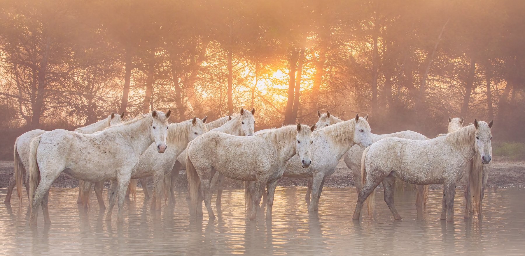 Camargue.Horses.1800px-17.jpg