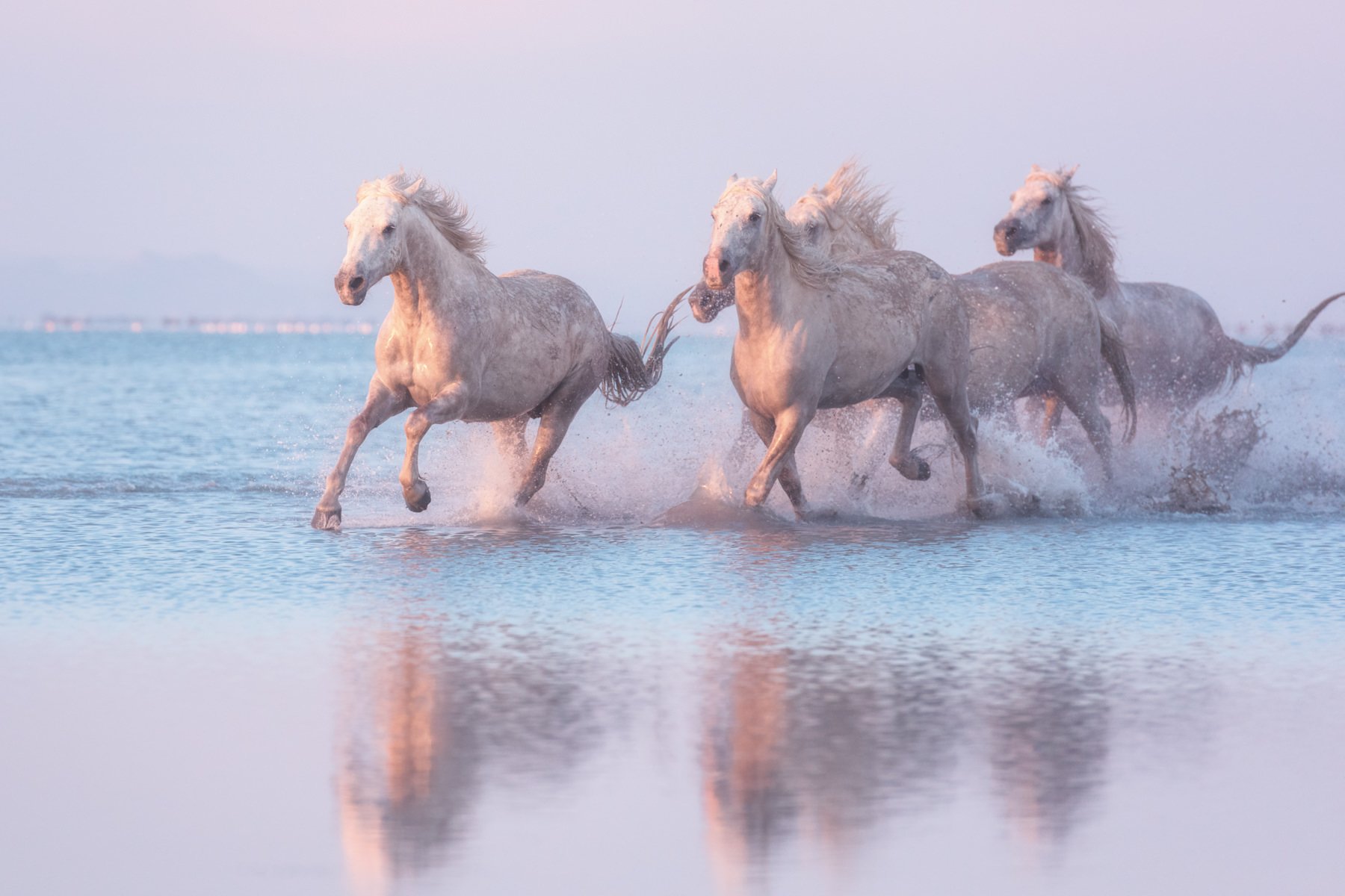 Camargue.Horses.1800px-7.jpg