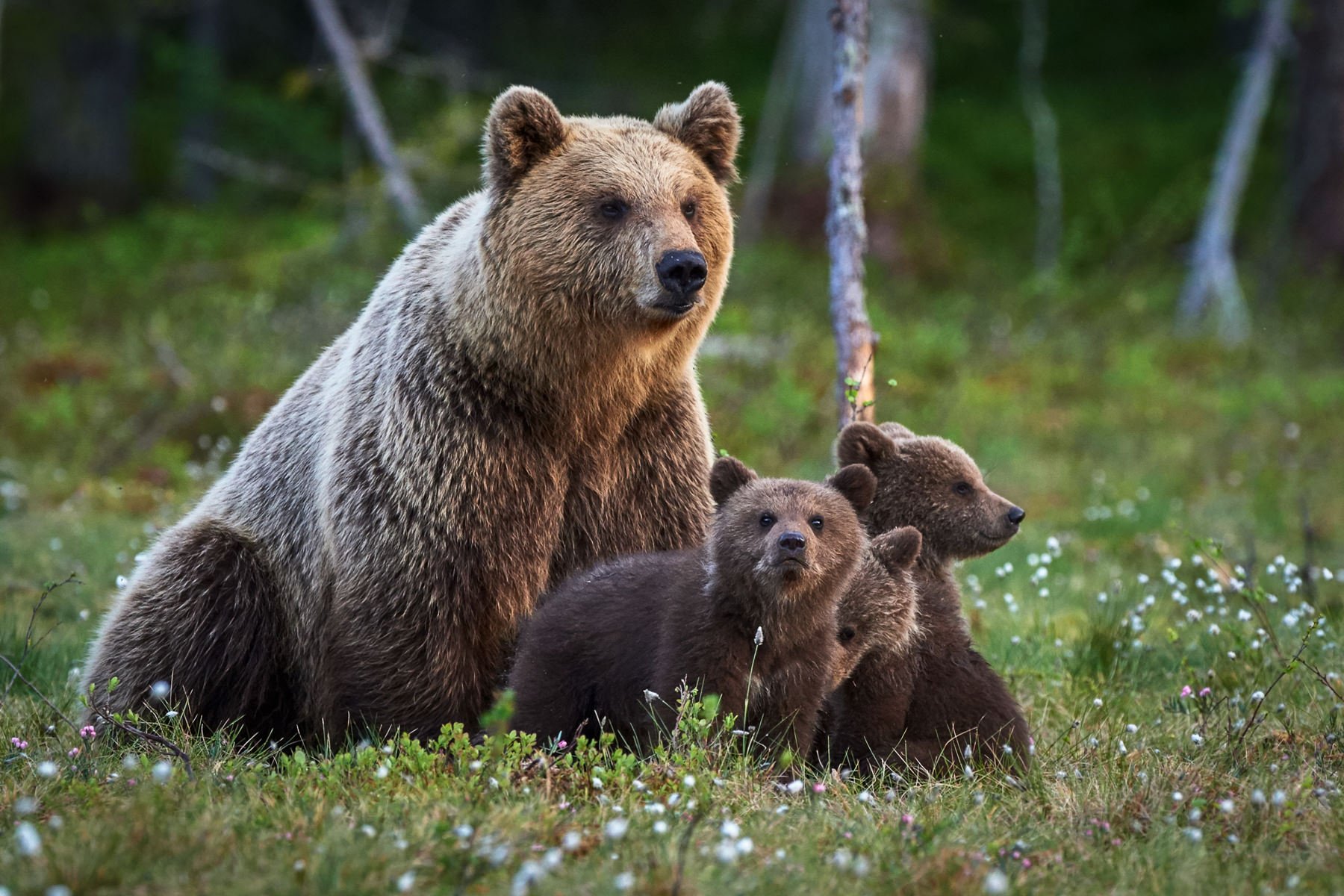 AlaskaBearsWorkshop.1800px-4.jpg