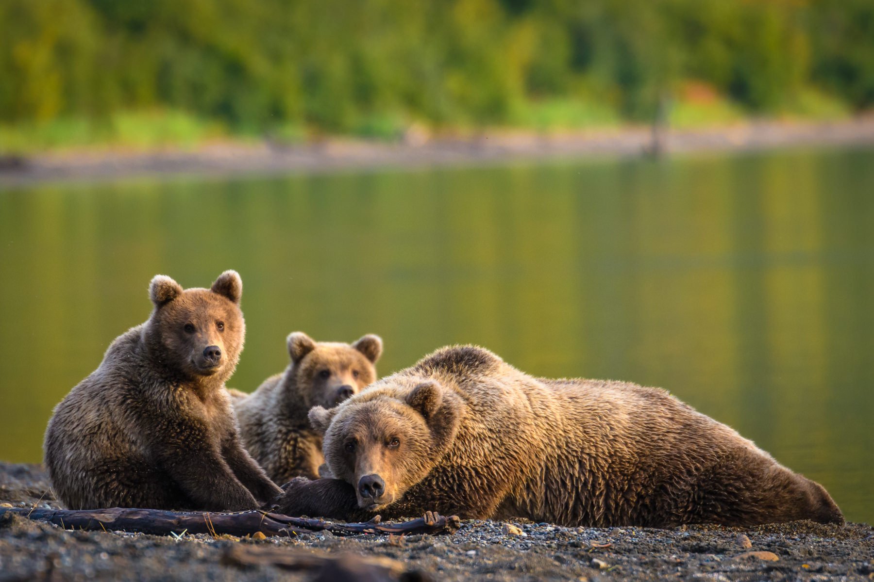 AlaskaBearsWorkshop.1800px-12.jpg