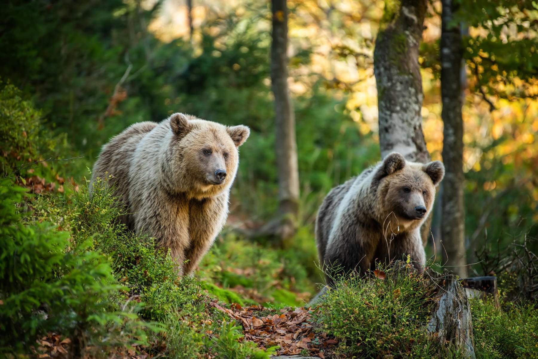 AlaskaBearsWorkshop.1800px-15.jpg