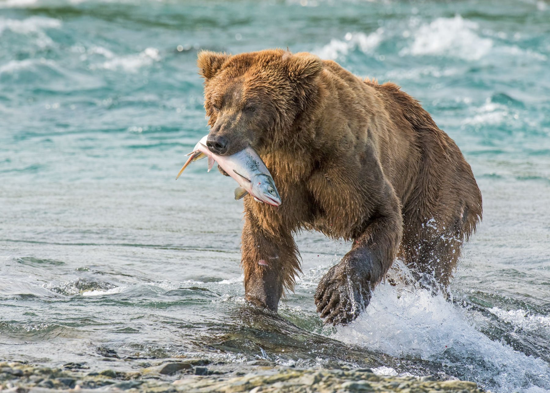 AlaskaBearsWorkshop.1800px-17.jpg