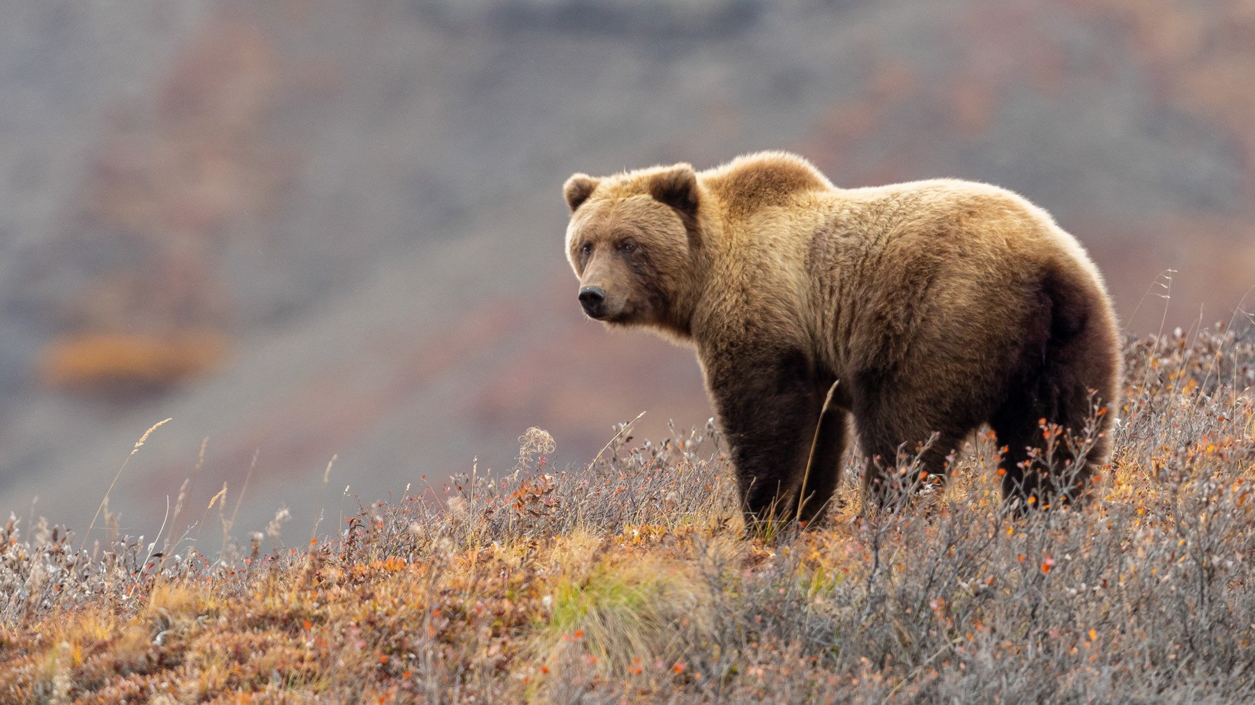 AlaskaBearsWorkshop.1800px-31.jpg