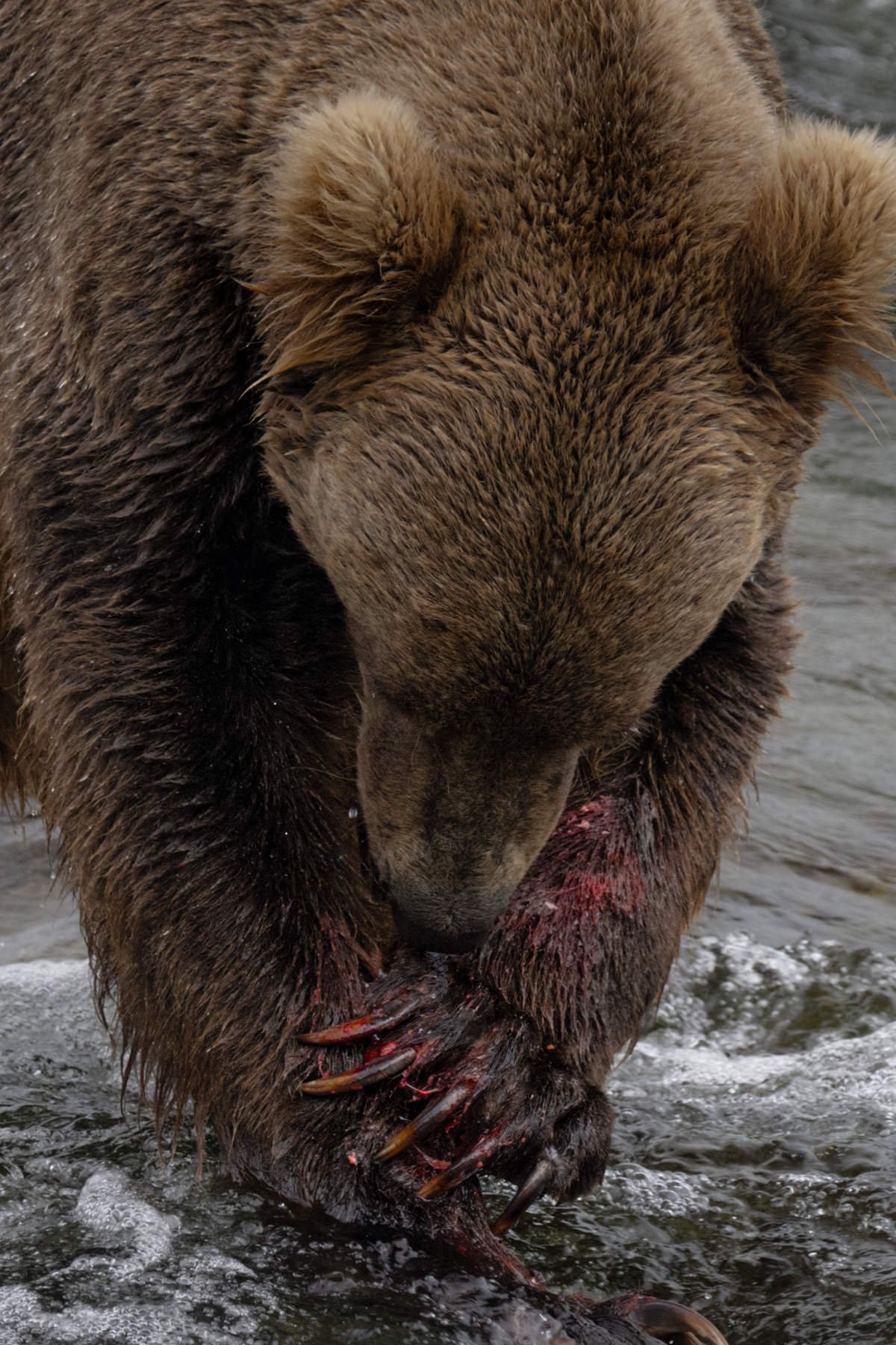 Katmai.Bears.Workshop.1800px-4.jpg