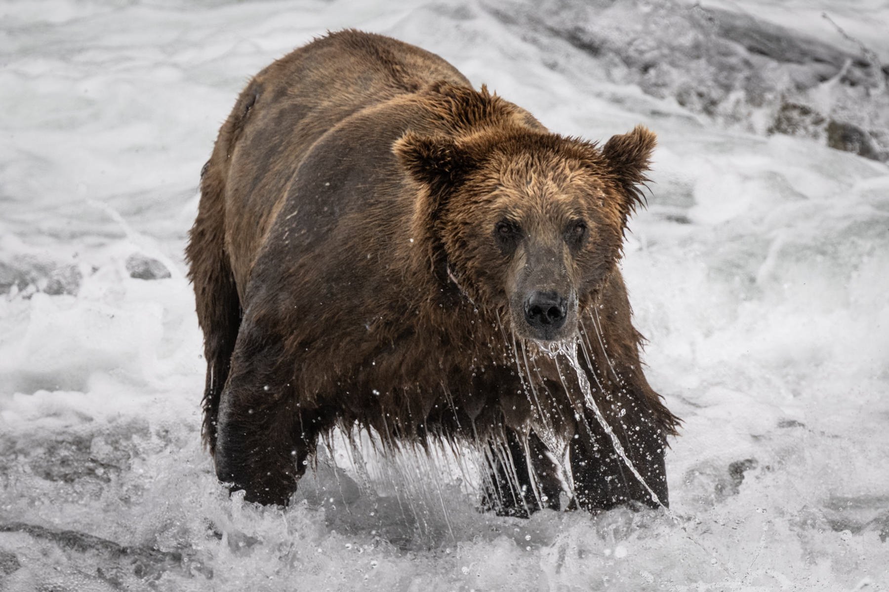 Katmai.Bears.Workshop.1800px-5.jpg