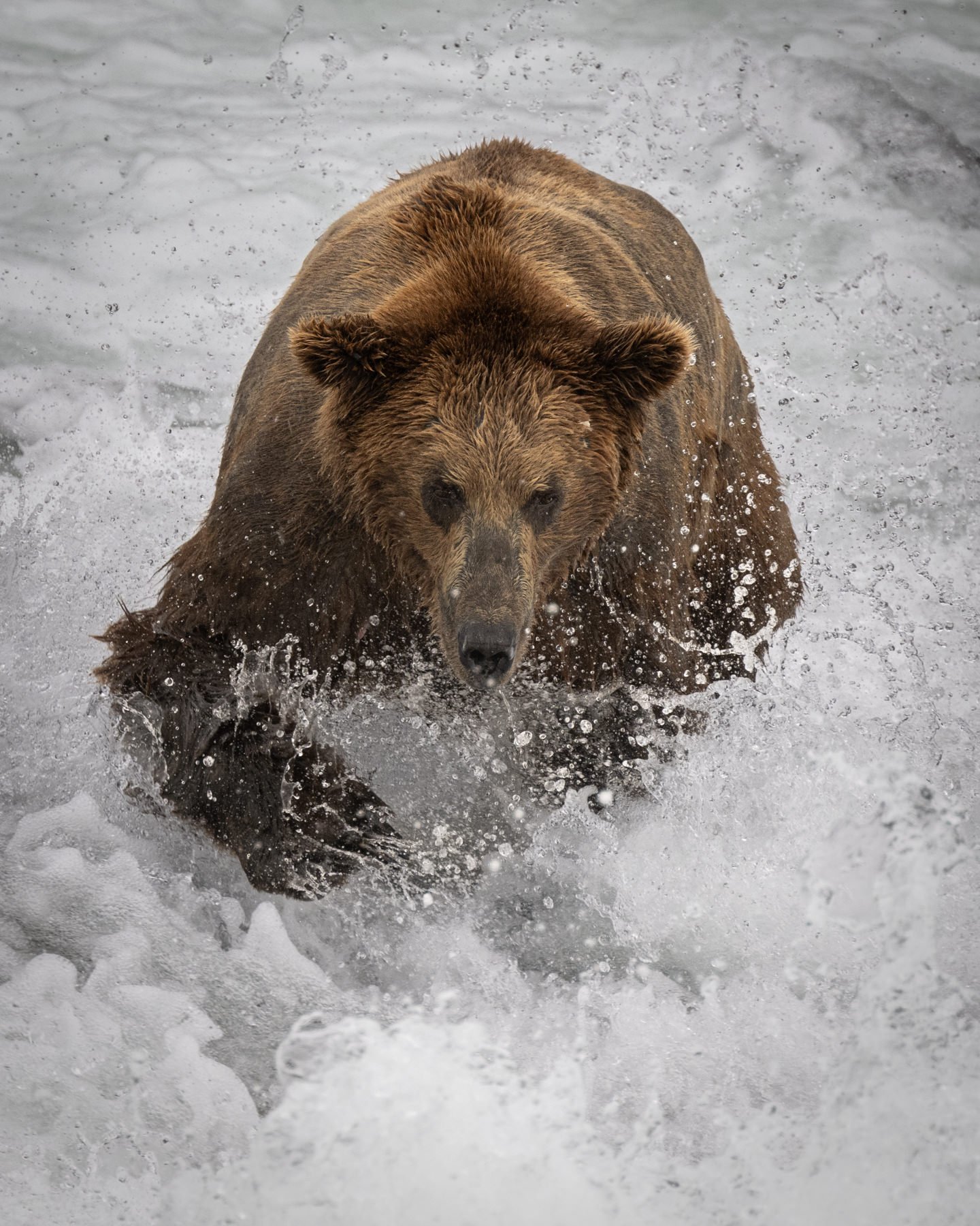 Katmai.Bears.Workshop.1800px-6.jpg