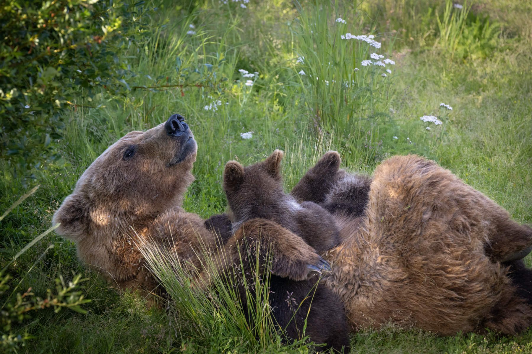 Katmai.Bears.Workshop.1800px-8.jpg