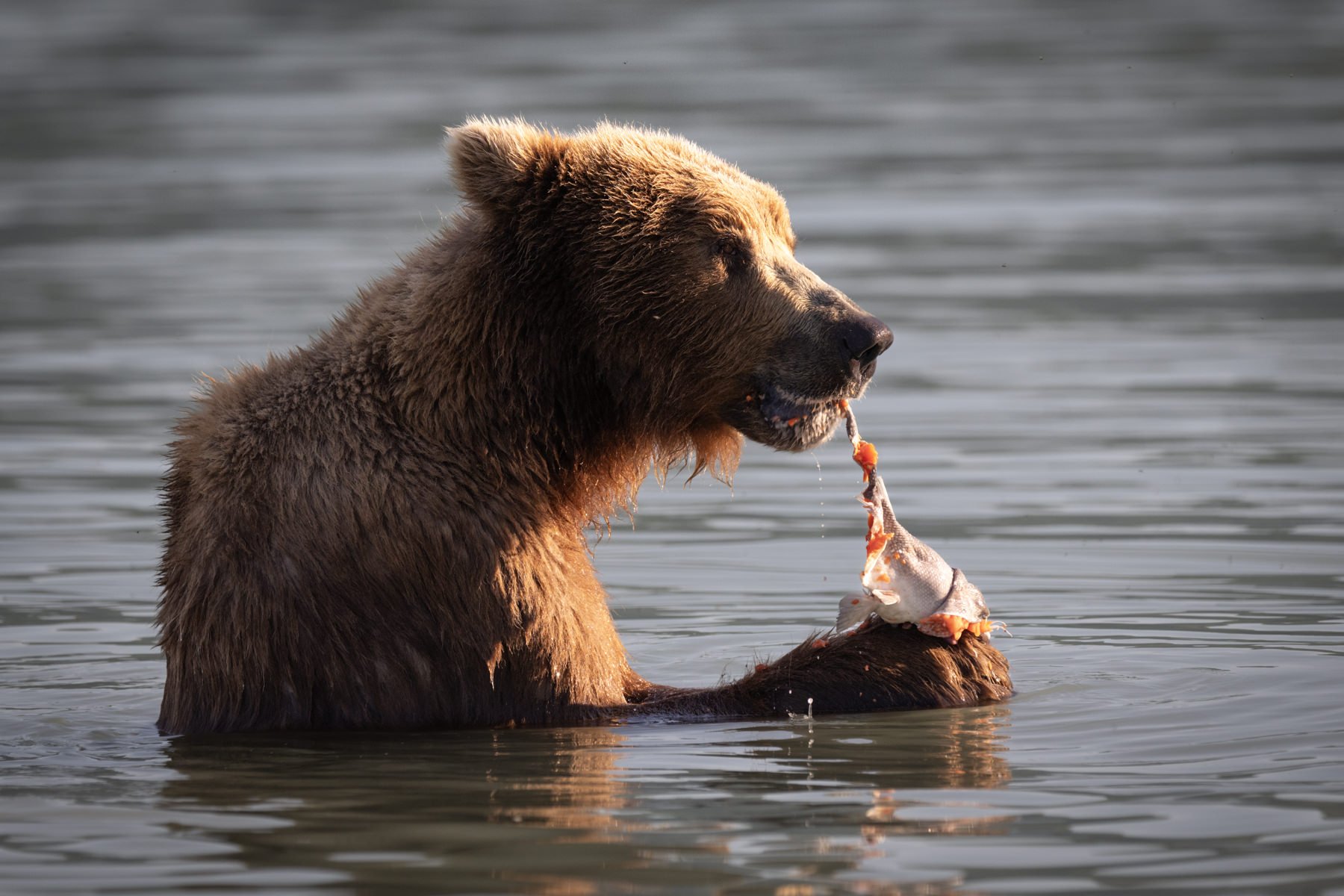 Katmai.Bears.Workshop.1800px-13.jpg