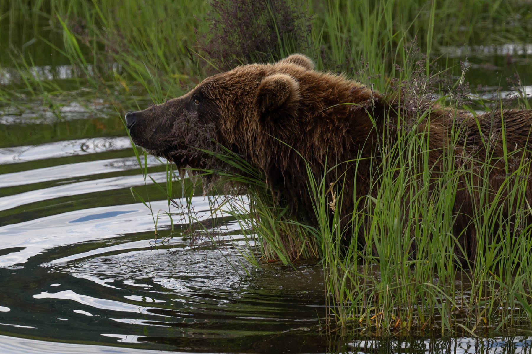 Katmai.Bears.Workshop.1800px-25.jpg