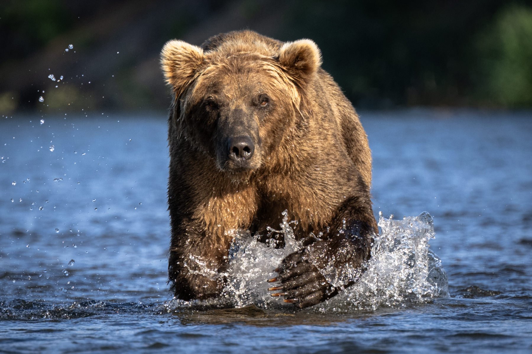 Katmai.Bears.Workshop.1800px-29.jpg