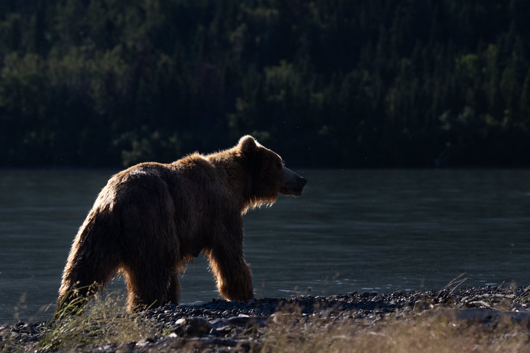 AlaskaBearsWorkshop.1800px-51-2.jpg