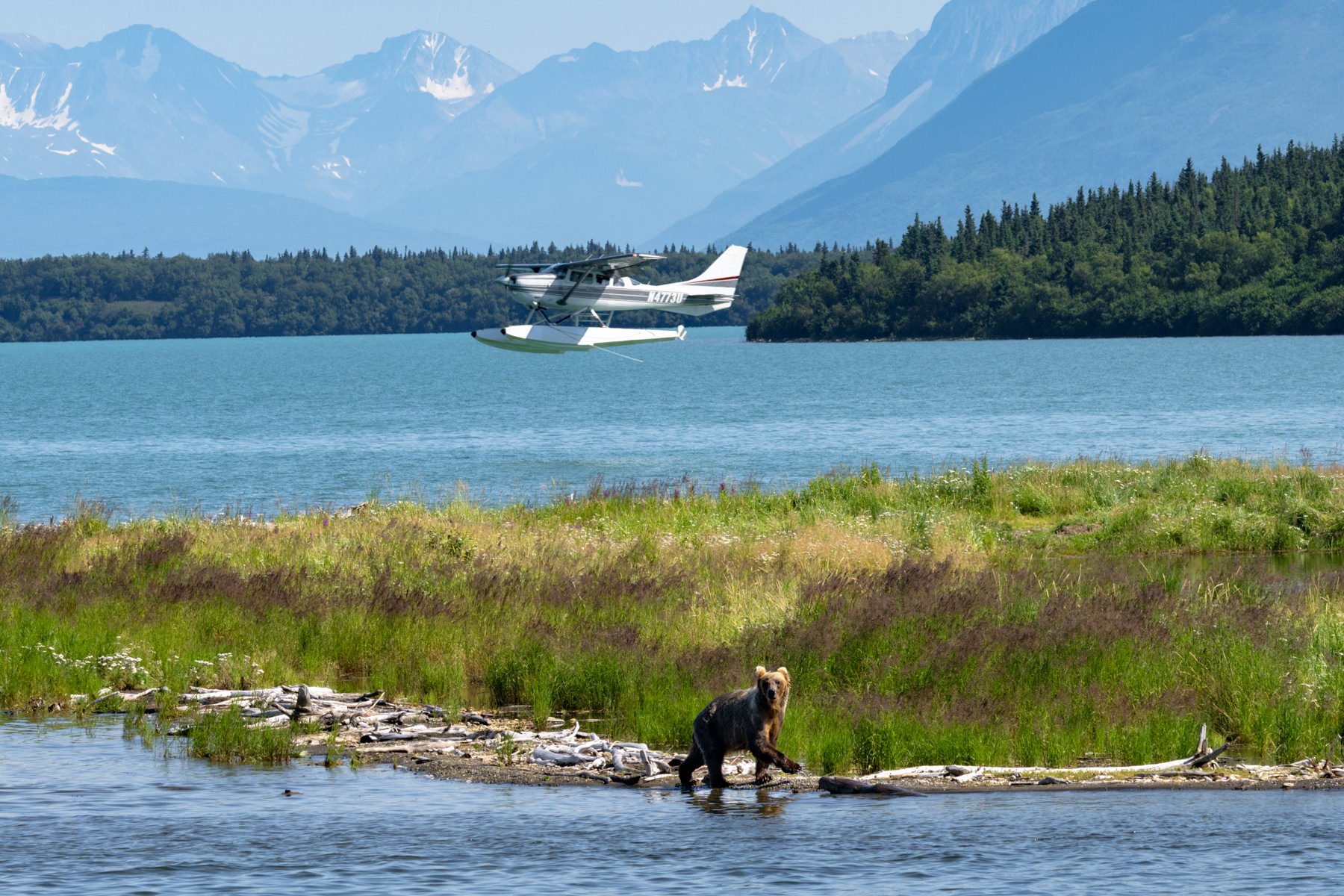 AlaskaBearsWorkshop.1800px-51-3.jpg