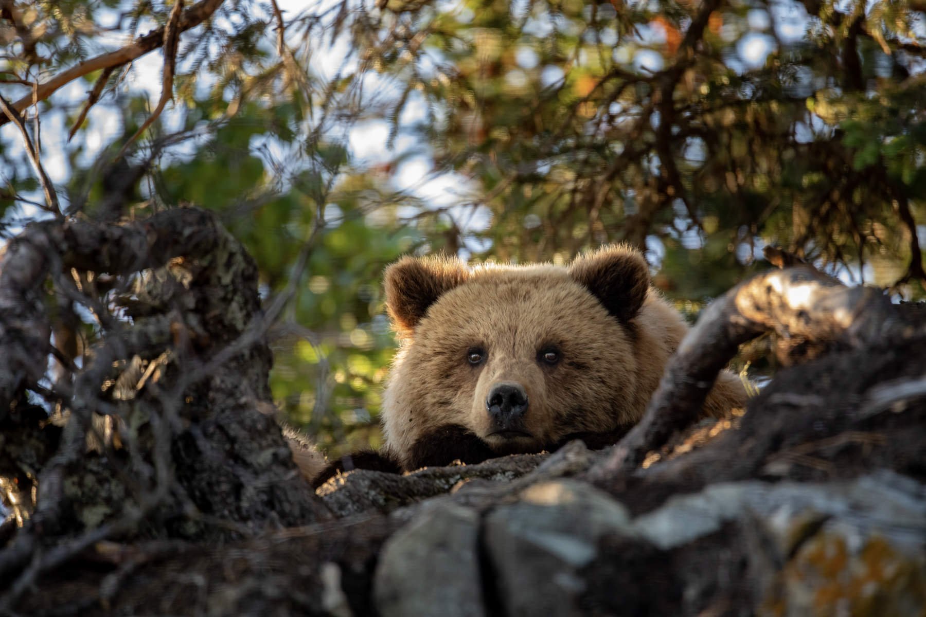 AlaskaBearsWorkshop.1800px-56.jpg