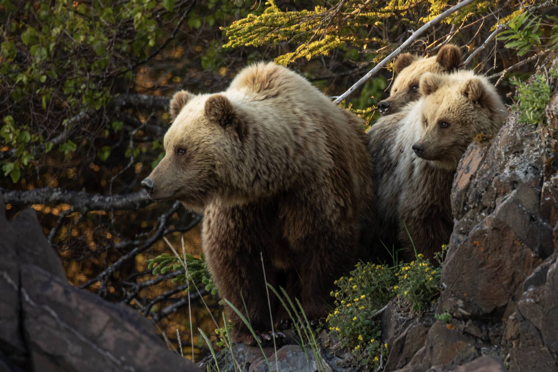 AlaskaBearsWorkshop.1800px-57.jpg