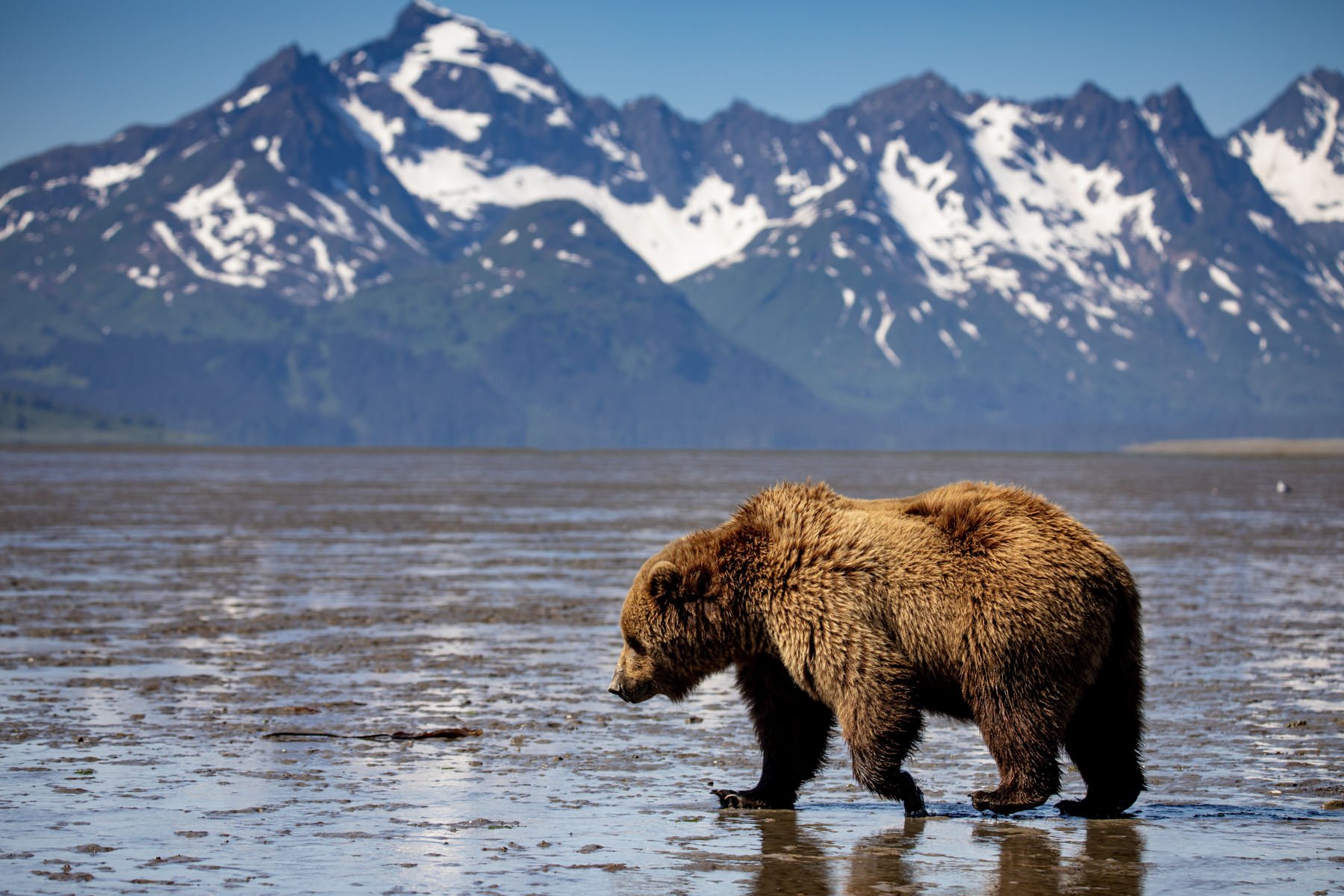 AlaskaBearsWorkshop.1800px-58.jpg