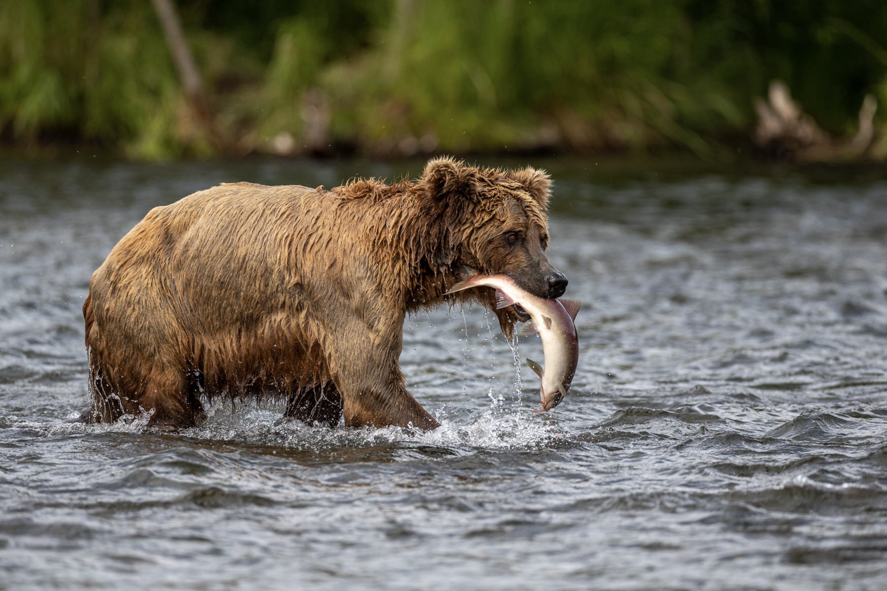 AlaskaBearsWorkshop.1800px-60.jpg