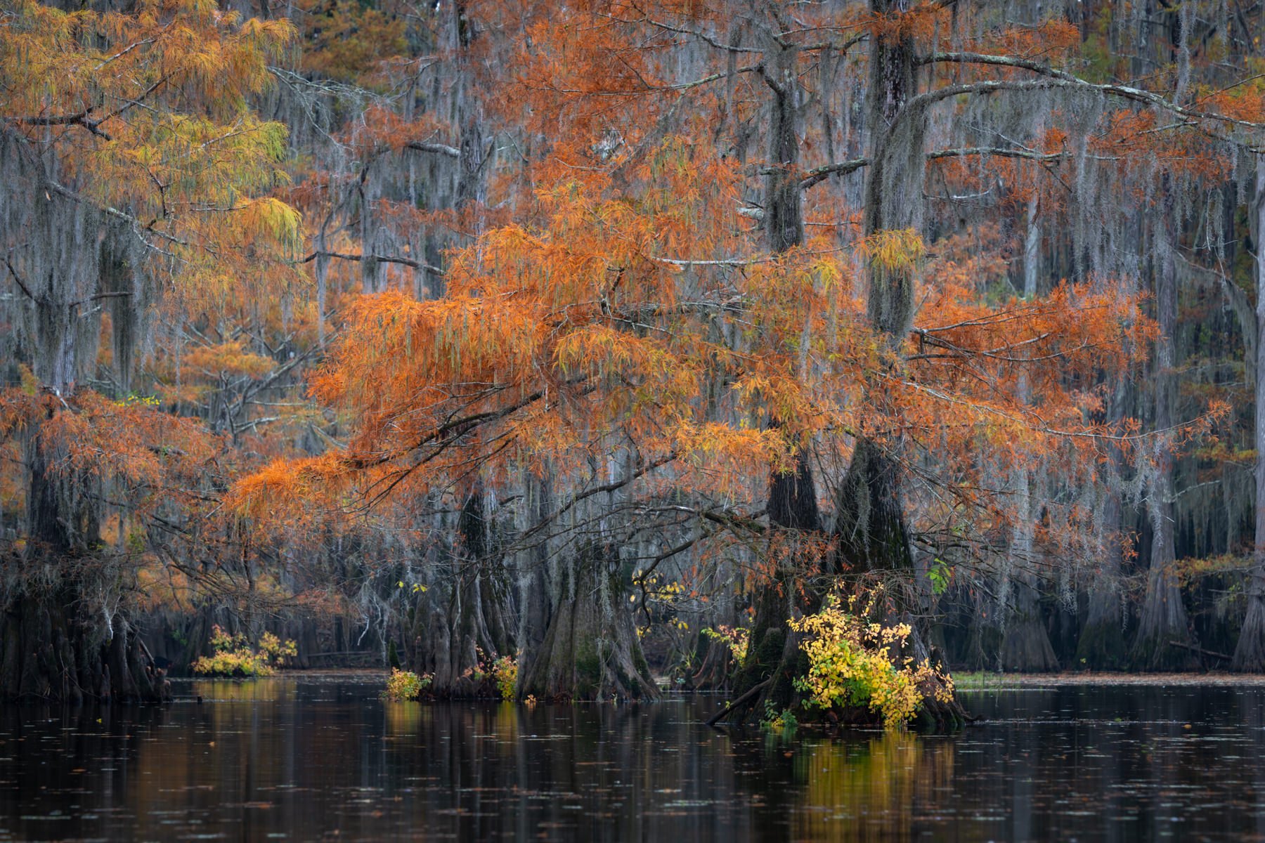 Bayou.2023.1800px-30-15.jpg