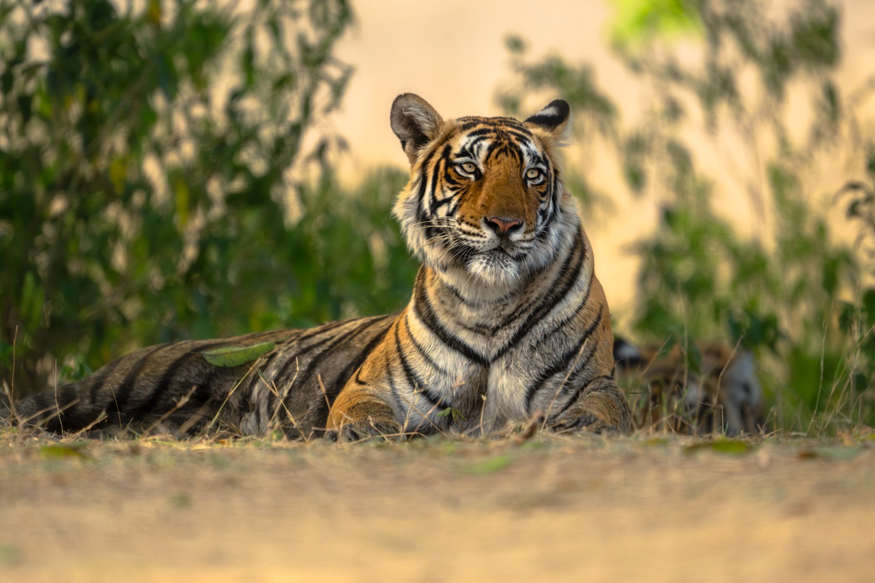 TigersWorkshop.2024.1800px-6.jpg