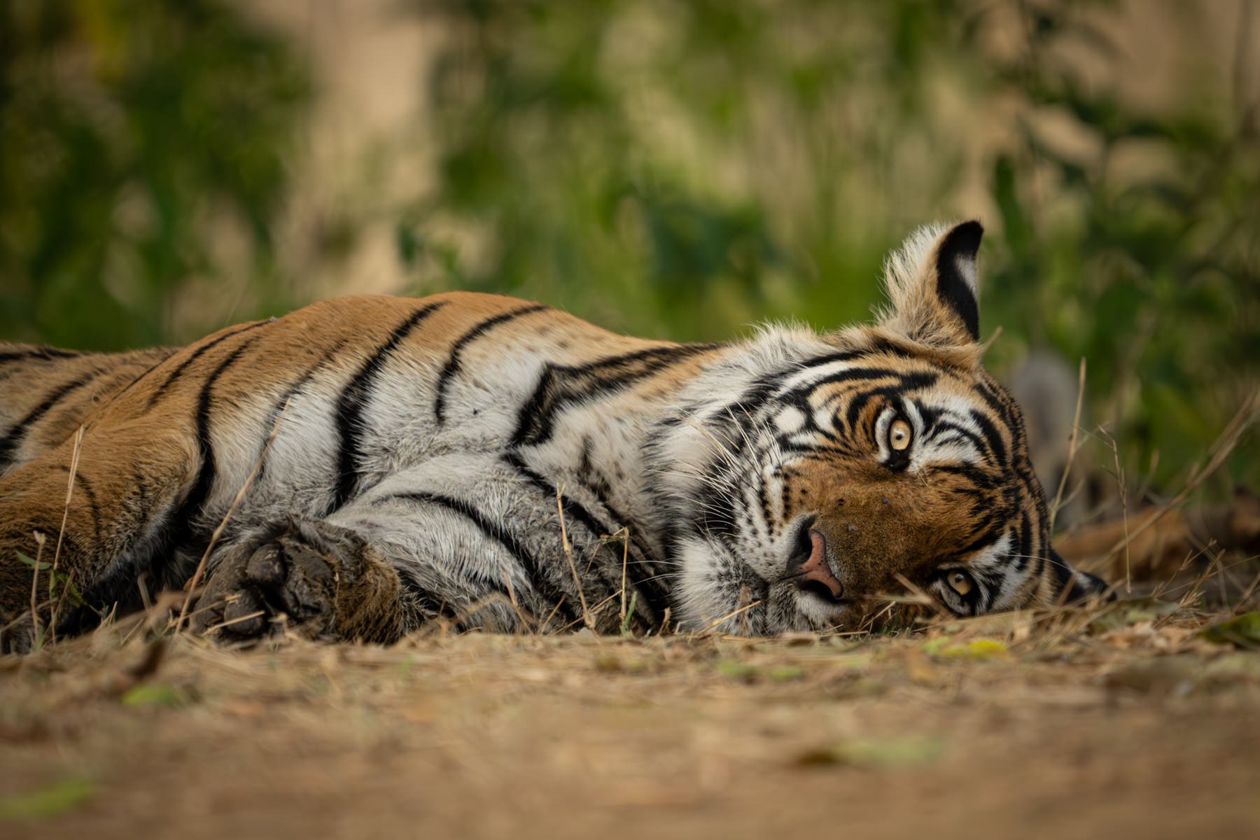 TigersWorkshop.2024.1800px-7.jpg