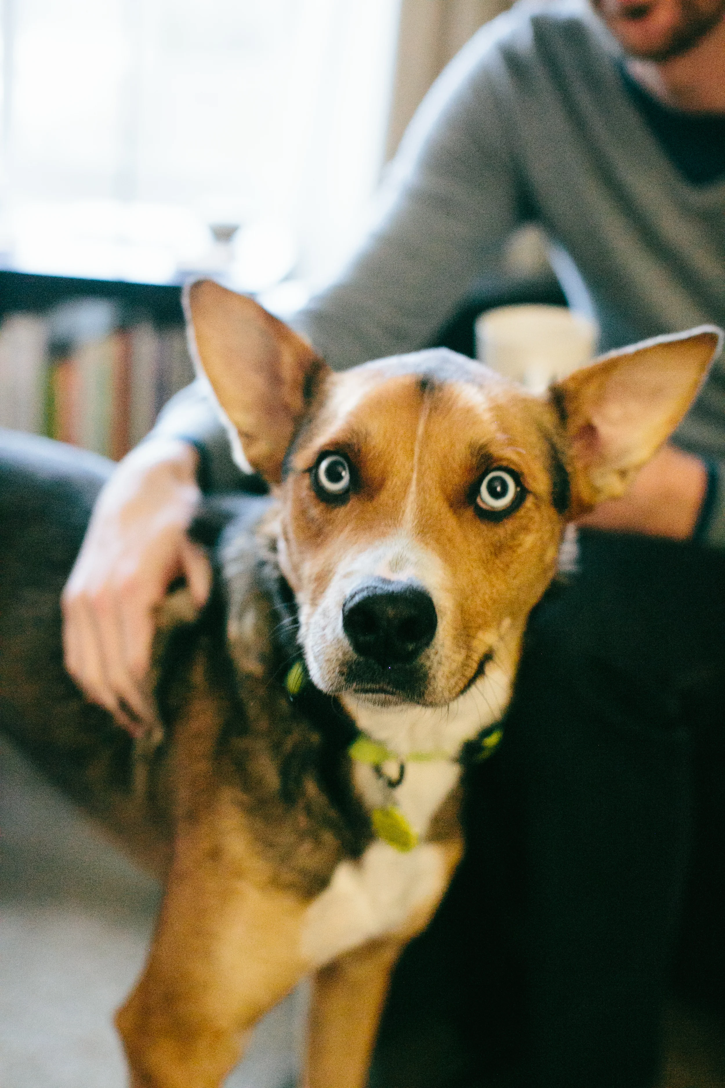 Zeus, just a week after we adopted him in January 2014. Photo by Ashley Courter