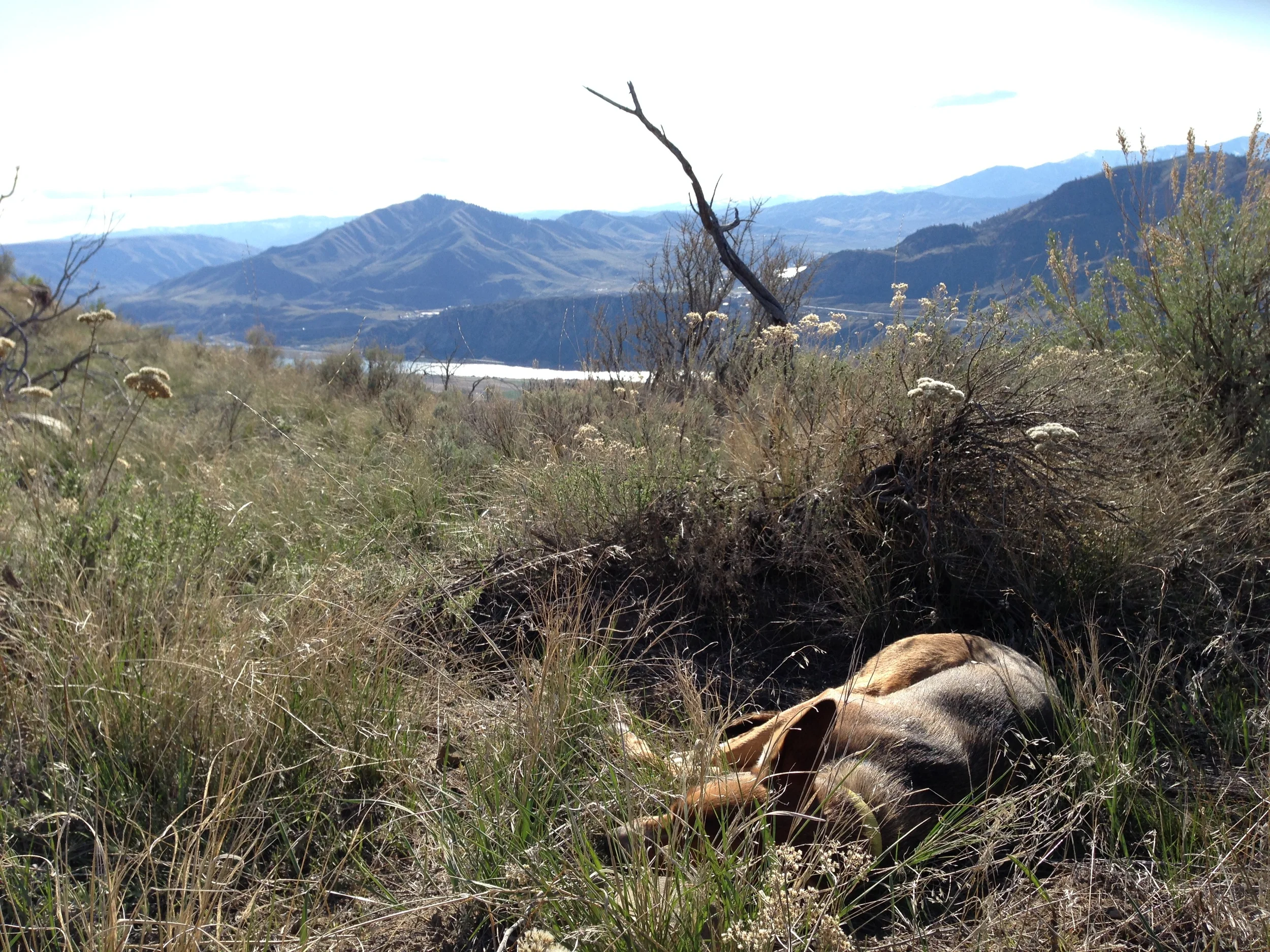 Zeus, meanwhile, took to basking in the sun and obsessively digging up rodent burrows. The dog's life!