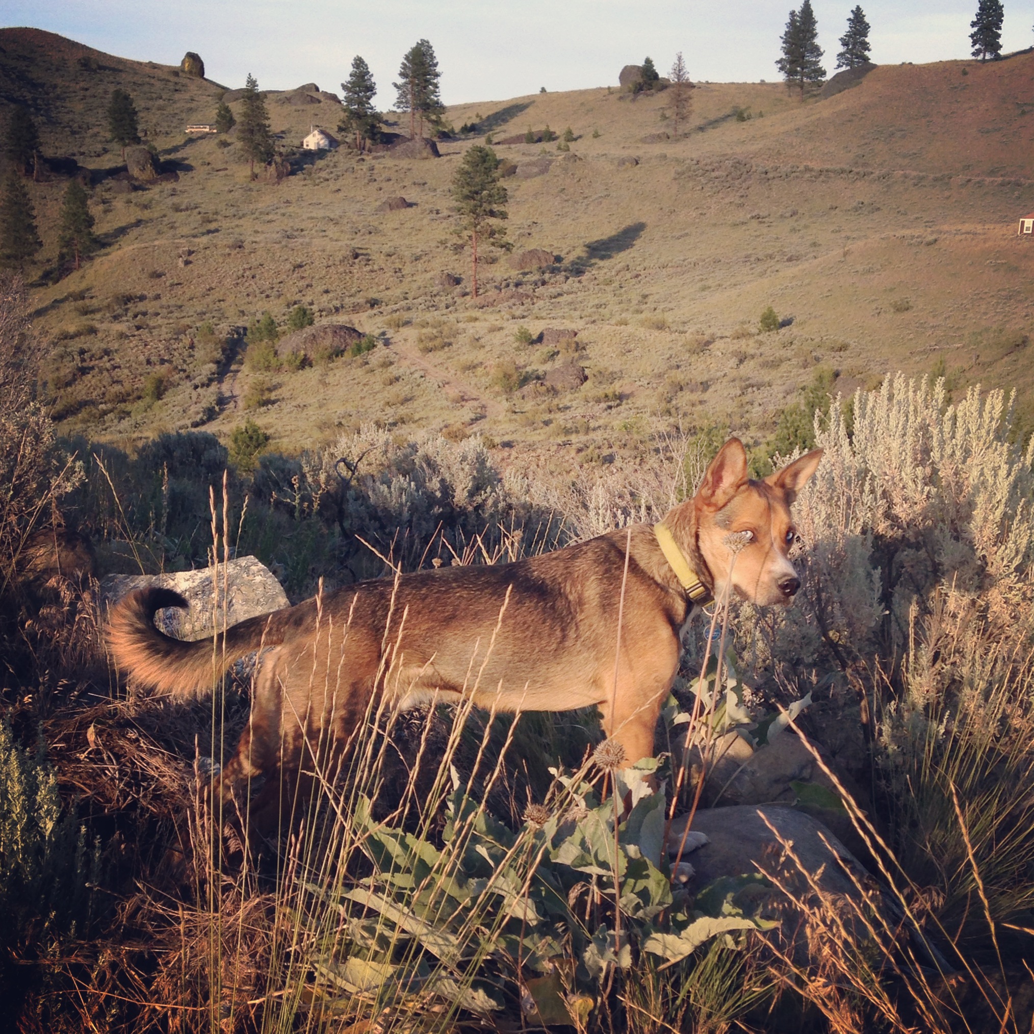 Zeus, the ever-vigilant deer chaser.