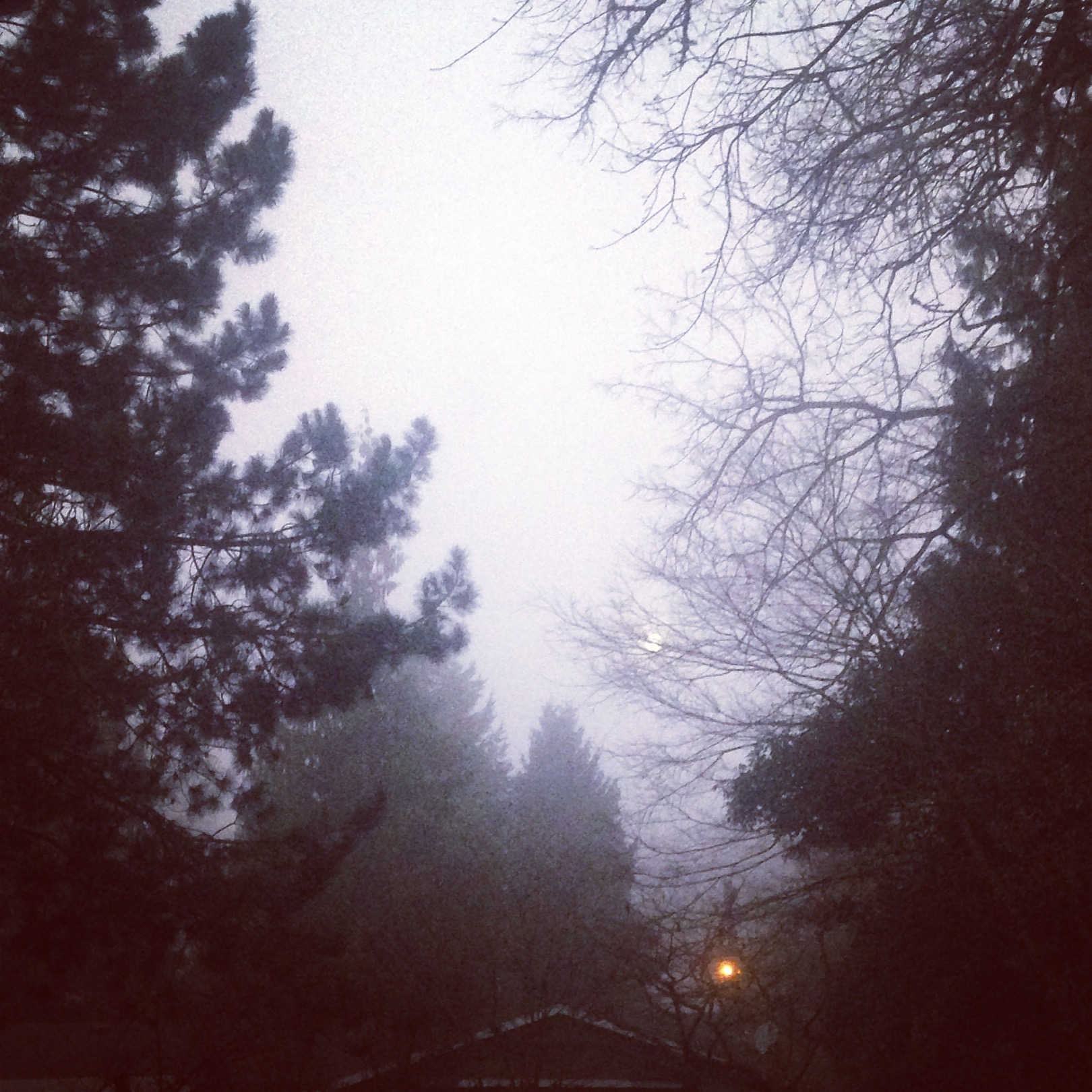 Foggy mornings make for productive starts to the day.