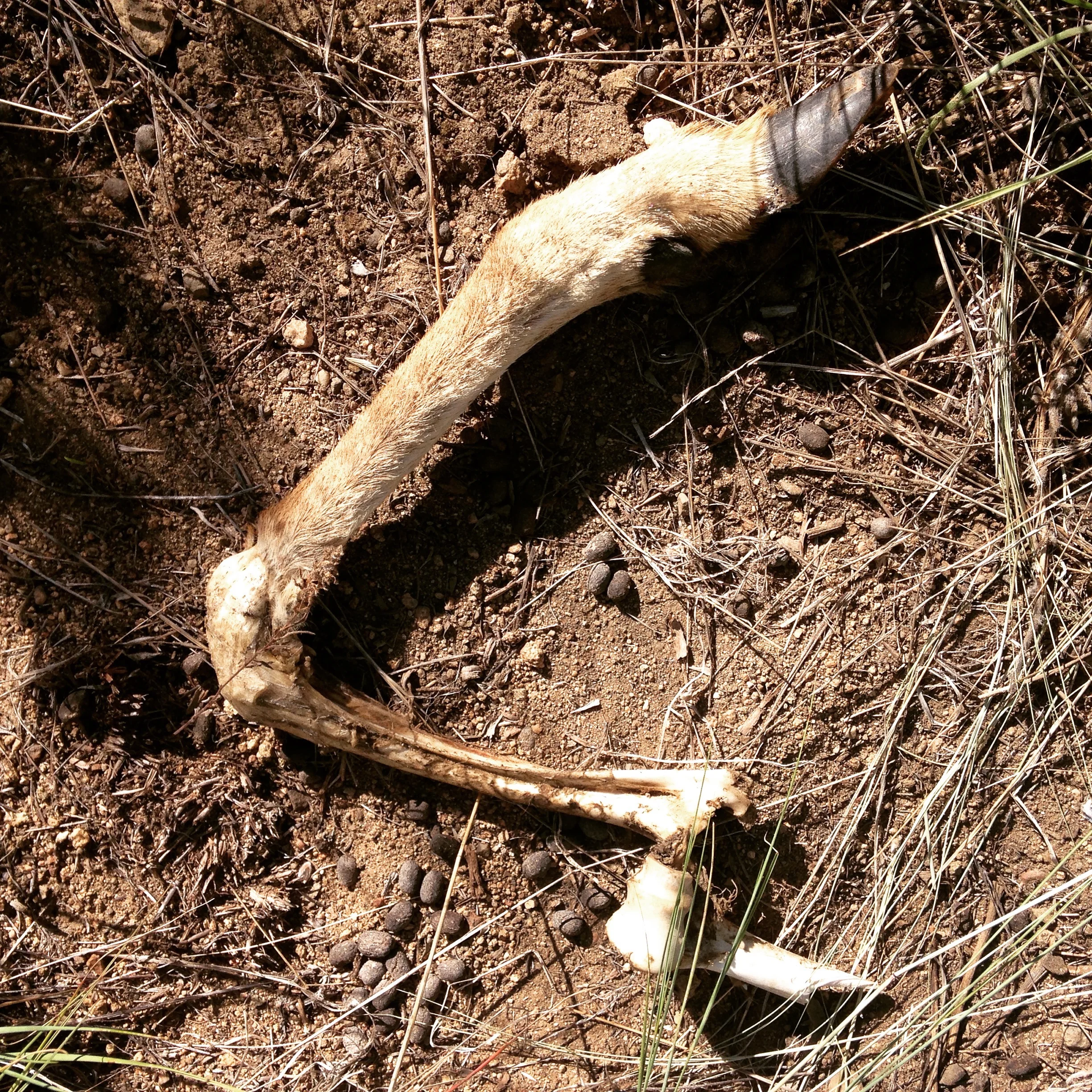Doh! Poor doe.